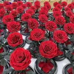 Eternal Rose Flowers Morthers Day Everlasting Preserved Flower Forever Roses in Glass Dome - Image 2