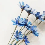 DFF58 Splicing Melon Seed Flower Dried Flower Wholesale Fruit Shell Melon Seeds Handmade Bouquet Flower Arrangement - Image 4