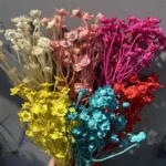 PPF10 Dianthus Chinensis Wholesale Hot Sale Wedding Decoration Flowers Baby Breath  Natural Preserved Eternal Flowers