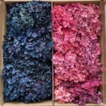 PHB01 Boxed Anna Hydrangea 16 Color Mixed Color Gradient Color Naturally Preserved Hydrangea Flowers for Handmade Production - Image 5