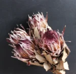 PPF20 Protea 2024 Ins Most Popular Home Decoration Preserved Dried Flowers for Valentine's Day and Graduation - Image 6
