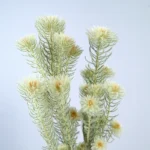 PPL34 Jinerong Floral Arrangements Natural Everlasting Straw Flower Preserved Entrnal Flowers Plant for Home Decor - Image 2