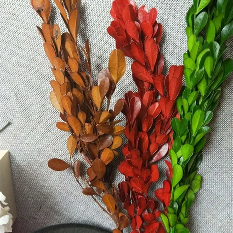 H0f7e13f2262b4d0d9d42167c040b995fn.webp PPL06 Buxus Microphylla Dried Natural Preserved Boxwood Stems Boxwood Wreath Preserved Boxwood Topiary - Image 1