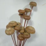DFS53 Splicing Mushroom Dried Natural Solid Mushroom Flowers.fungus Handicrafts for Home Decor - Image 3