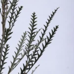 PPL24 Fern Small Eternal Imported Mutton Tooth by Handmade for Home Decor Event & Party Supplies and Beauty Appreciation - Image 5