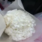 PHA03 Large Leaf Hydrangea 13 Color Naturally Preserved Hydrangea Large Leaf Series for Decorative Flower Arrangement - Image 2