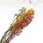 DFL01 Anigozanthos Preserved Natural Kangaroo Paw Flower Factory Price Decorative Flowers for Christmas and Mother's Day - Image 3