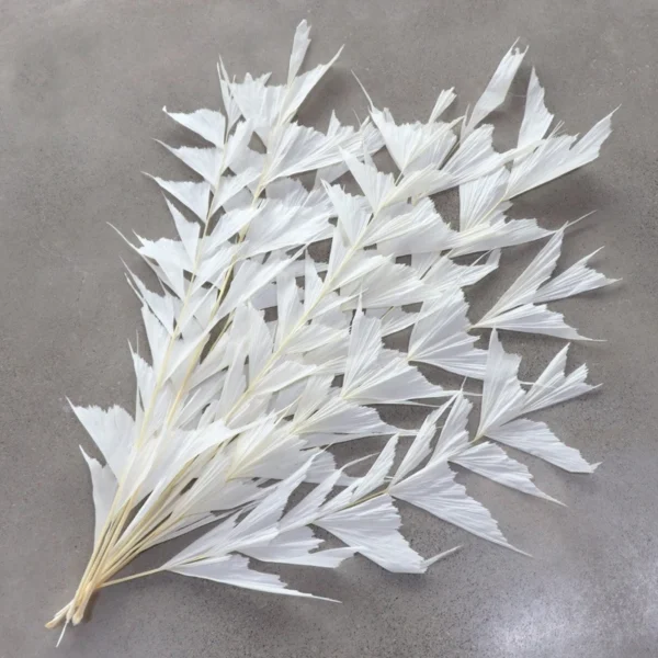 PPL25 Fishtail Leaf Wholesale Real Natural Flower Big Leaves Preserved Ruscus for Flower Arrangement