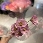 DFF50 Splicing Campanula Hot Sale  Decorative Art of Dried Flowers Aromatherapy Oils Brazil Star Flower for Home Decoration - Image 4