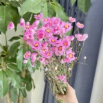 DFF03 Helipterum Manglesii Real Chrysanthemum Rhodanthe Daisies Wedding Holiday Decoration Dried Valentine's Day Graduation - Image 5