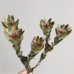 PPF16 Leucadendron Factory Wholesale king Protea Dried Flowers Natural for Wedding Decoration - Image 3