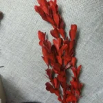 PPL06 Buxus Microphylla Dried Natural Preserved Boxwood Stems Boxwood Wreath Preserved Boxwood Topiary - Image 3