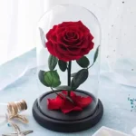 High-grade Gift Boxed Preserved Roses in Glass Dome Creative Gift Ideas Mother's Day San Valentines Day Girlfriend Wife Gift - Image 4