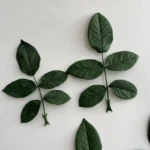 PPL58 Rose Leaves Wholesale Rose Leaves Rose Branches Flower Arrangement Auxiliary Materials Natural and Long Term Preserved
