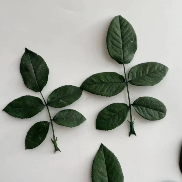 PPL58 Rose Leaves Wholesale Rose Leaves Rose Branches Flower Arrangement Auxiliary Materials Natural and Long Term Preserved