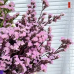 PPF17 Myosotis Alpestris Dry Forget Me Not Flowers Natural Preserved Do Not Forget Me Flowers Real Flower for Wedding Decor - Image 3