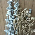 PPS12 Eucalyptus Seeds High Quality Natural Dried Flowers Fruits for Home Decoration Gold Silver Color for Valentine's Day China - Image 6