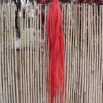 PPL45 Masi Factory Supply Natural Dried Flowers Boho Decor Hanging Flowers Preserved Fern Chinese Alpine Rush for Wedding Decor - Image 5