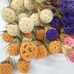 DFF55 Splicing Liquidambar Formosana Hance Seeds Dried Mckinley Flower Natural Maple Fruit Colorful Nature Sweetgum Flowers - Image 5