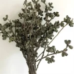 PPS11 Eucalyptu Seeds Dried Flower Corn poppy Dried Globulus Labill Zombie Fruit Eucalyptus Fruit for Indoor Decor  Arrangement - Image 6