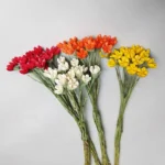 DFS57 Handmade Natural Pistachio Nuts 2024 Hot Selling Everlasting Happy Fruit Dried Flowers for Valentine's Day - Image 4