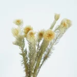 PPL34 Jinerong Floral Arrangements Natural Everlasting Straw Flower Preserved Entrnal Flowers Plant for Home Decor - Image 4