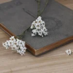 PPF12 French White Plum  Wholesale Hot Sale Wedding Decoration Flowers Baby Breath Natural Flowers Home Decoration - Image 4