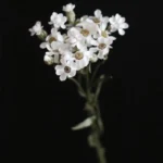 PPF12 French White Plum  Wholesale Hot Sale Wedding Decoration Flowers Baby Breath Natural Flowers Home Decoration - Image 3