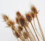 PPS08 Dipsacus Sativus Eryngium Preserved Thistle-Teasel Stalks Dried Teasel Preserved Teasel for Flower Arrangement Decoration - Image 5