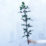 PPL71 Factory Wholesale 30cm 40cm 70cm Natural  Preserved Eternal Rose Stems for Home Decoration DIY Handmade Flower Arrangement