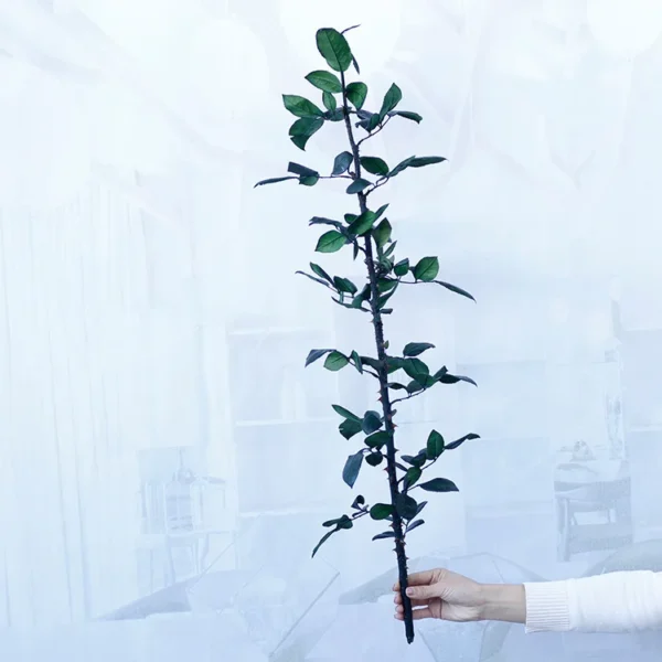 PPL71 Factory Wholesale 30cm 40cm 70cm Natural  Preserved Eternal Rose Stems for Home Decoration DIY Handmade Flower Arrangement