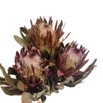 DFF05 Protea Dried Flower Protea Cynaroides Natural Real Flower Bouquet Decoration Life Dried Flower Bouquet Decoration - Image 3