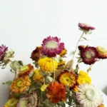DFF54 Splicing Helichrysum Bracteatum Wholesale Strawflower Dry Daisy Flower Head Mix Colour Materials Natural Dried Flowers - Image 2