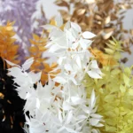 PPL33 Italian Ruscus Wholesale High Quality Dried Italian White Ruscus for Preserved Flowers Arrangement - Image 3