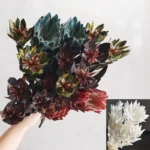 PPF16 Leucadendron Factory Wholesale king Protea Dried Flowers Natural for Wedding Decoration - Image 2