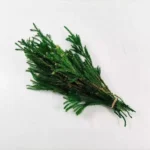 PPL13 Club Moss Decoration Flower Landscape Material Pine Tree Grass Dried Diaphasiastrum Veitchii Leaves Dried Club Moss - Image 4
