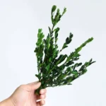 PPL06 Buxus Microphylla Dried Natural Preserved Boxwood Stems Boxwood Wreath Preserved Boxwood Topiary - Image 4
