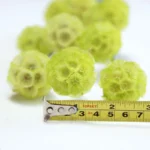 PPS17 Pristimera Cambodian Natural Dried Flower Windmill Fruits Stabilized Plants Immortal  Garden Decor Wedding Decoration - Image 5