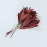 PPL53 Sweet Osmanthus Leaf Preserved Flowers Wholesale Wedding Decoration Graduation Christmas Thanksgiving Father's Day - Image 2