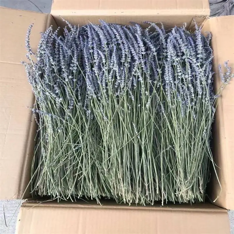 H3f9ab32fa6a64929be324428005b22c9X.webp PPF15 Lavender Wholesale Decorative Preserved Eternal Lavender Bundles for Furniture Wedding Decoration and Flower Arrangement - Image 1