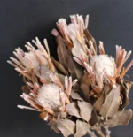 PPF20 Protea 2024 Ins Most Popular Home Decoration Preserved Dried Flowers for Valentine's Day and Graduation