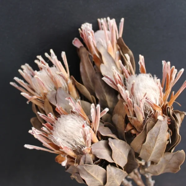 PPF20 Protea 2024 Ins Most Popular Home Decoration Preserved Dried Flowers for Valentine's Day and Graduation