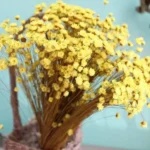 PPF28 Xiaoxinghua Decoration Gift Dried Preserved Babys Breath Gypsophila Flowers for Floral Arrangement - Image 6