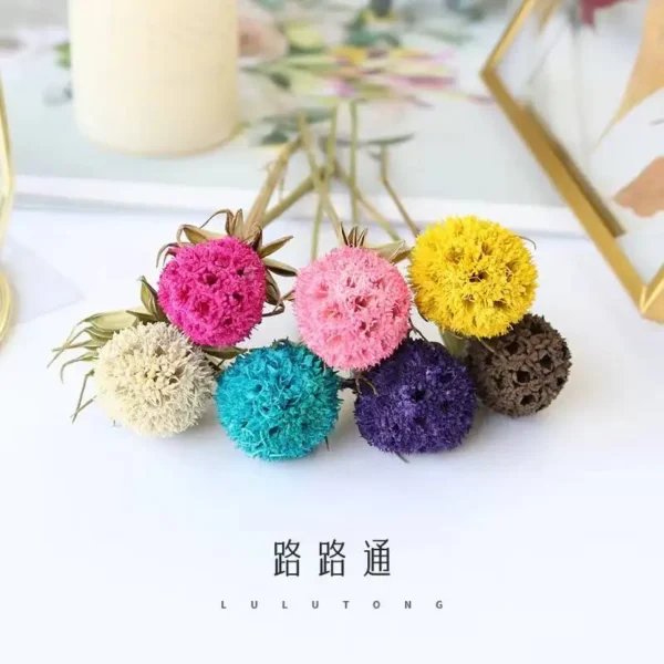 DFF55 Splicing Liquidambar Formosana Hance Seeds Dried Mckinley Flower Natural Maple Fruit Colorful Nature Sweetgum Flowers