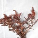 PPL60 Silver Birch 'Bosi' Natural Leaf for Festival Decoration High Quality Private Label Graduation Christmas Thanksgiving - Image 4