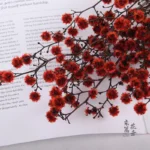 PPS20 Woolen Ball Preserved Stirlingia Flower Dried Fluffy Ball Flower Stirlingia Latifolia for Home Decoration