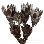 PPF16 Leucadendron Factory Wholesale king Protea Dried Flowers Natural for Wedding Decoration - Image 4