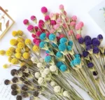 DFF55 Splicing Liquidambar Formosana Hance Seeds Dried Mckinley Flower Natural Maple Fruit Colorful Nature Sweetgum Flowers - Image 2