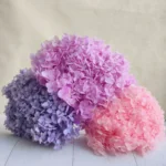 PHA01 Anna Hydrangea 18 Natural Solid Colors Handmade Preserved Hydrangea Flowers Long-term Preservation for Valentine's Day - Image 4