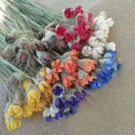 DFS57 Handmade Natural Pistachio Nuts 2024 Hot Selling Everlasting Happy Fruit Dried Flowers for Valentine's Day - Image 3